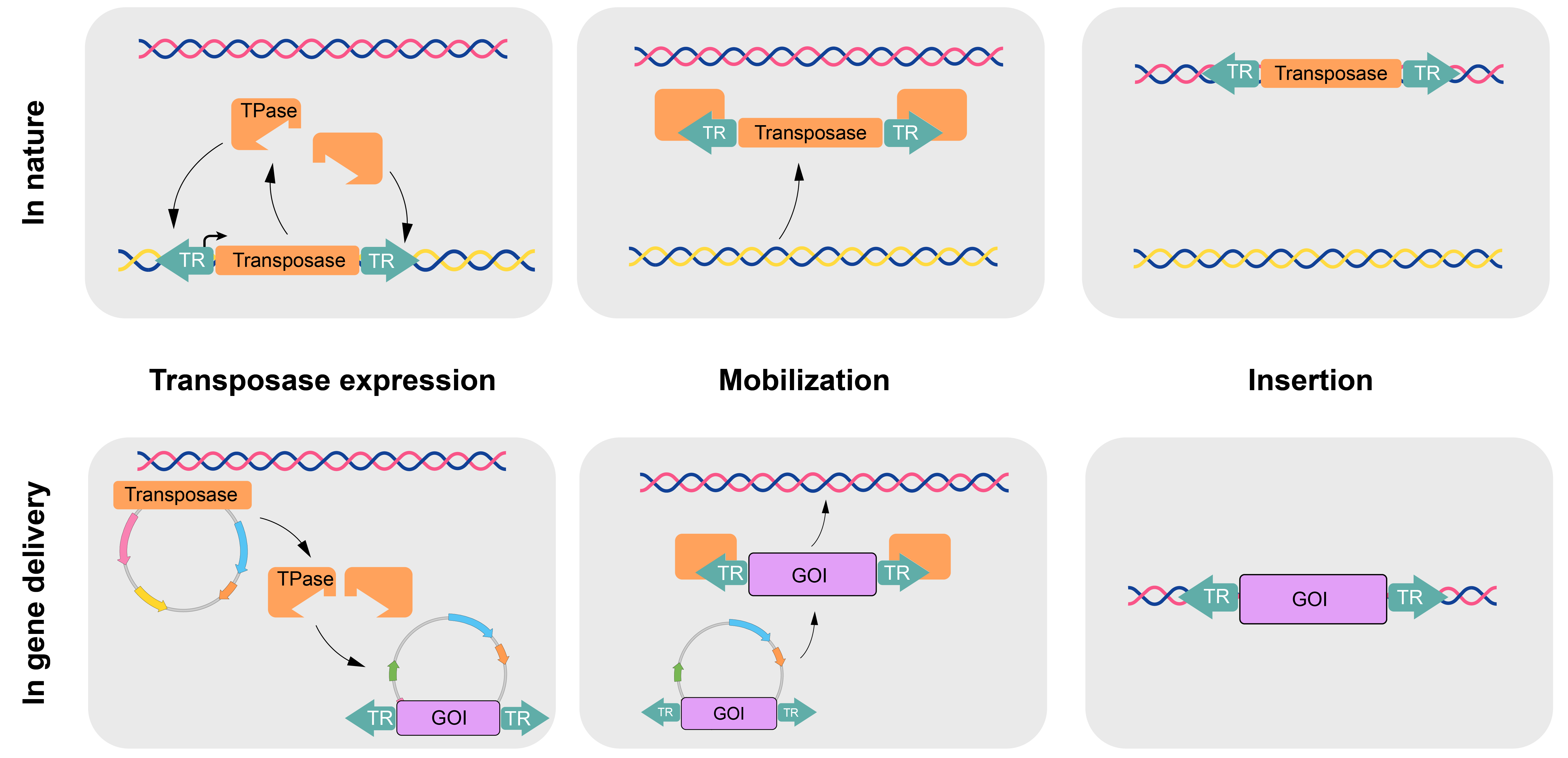 Snip Snap: Time for Transposons | VectorBuilder